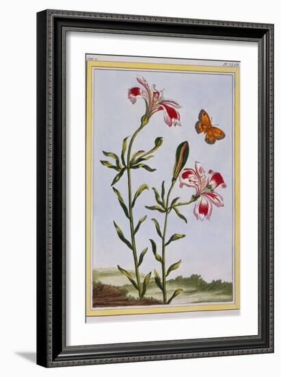 La Fleur Tachete Des Incas (Peruvian Lily), C.1766-Pierre-Joseph Buchoz-Framed Giclee Print