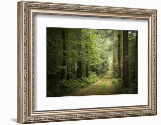 La Foret De Carnoet En Bretagne-Philippe Manguin-Framed Photographic Print