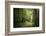 La Foret De Carnoet En Bretagne-Philippe Manguin-Framed Photographic Print