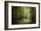 La Foret De Carnoet En Bretagne-Philippe Manguin-Framed Photographic Print