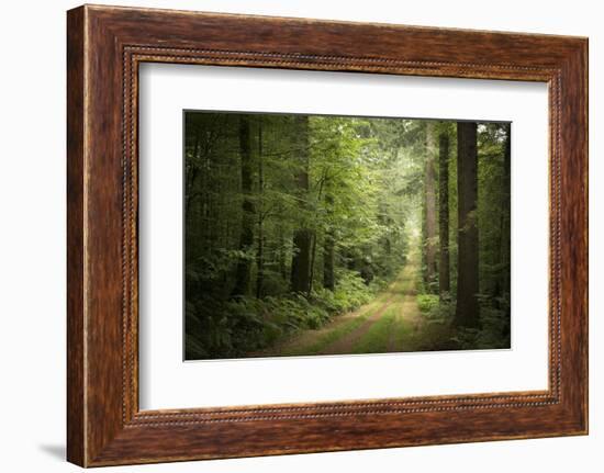 La Foret De Carnoet En Bretagne-Philippe Manguin-Framed Photographic Print