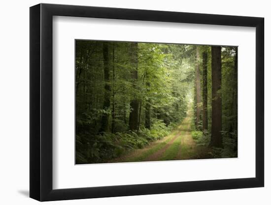 La Foret De Carnoet En Bretagne-Philippe Manguin-Framed Photographic Print