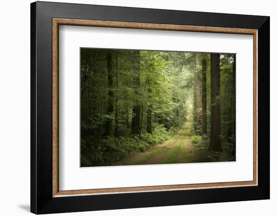 La Foret De Carnoet En Bretagne-Philippe Manguin-Framed Photographic Print