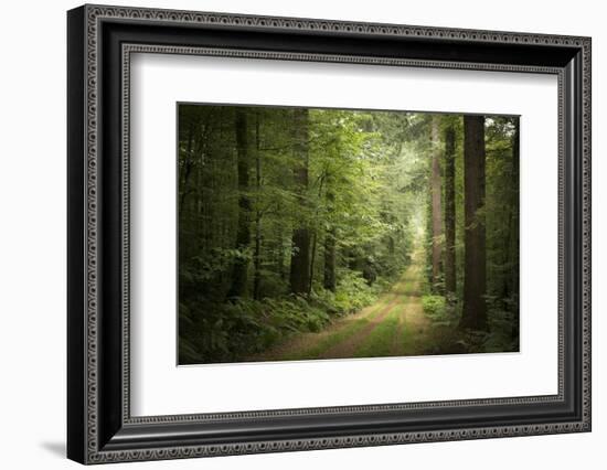 La Foret De Carnoet En Bretagne-Philippe Manguin-Framed Photographic Print