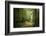 La Foret De Carnoet En Bretagne-Philippe Manguin-Framed Photographic Print