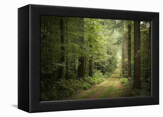 La Foret De Carnoet En Bretagne-Philippe Manguin-Framed Premier Image Canvas