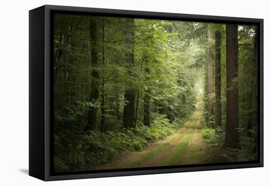 La Foret De Carnoet En Bretagne-Philippe Manguin-Framed Premier Image Canvas