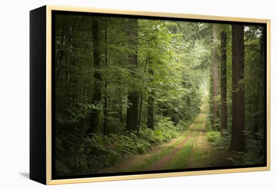 La Foret De Carnoet En Bretagne-Philippe Manguin-Framed Premier Image Canvas