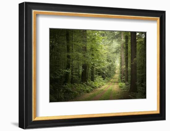 La Foret De Carnoet En Bretagne-Philippe Manguin-Framed Premium Photographic Print