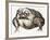 La grenouille-Maurice Legendre-Framed Limited Edition