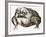 La grenouille-Maurice Legendre-Framed Limited Edition