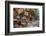 La Habana Vieja (Old Havana), Havana, Cuba, West Indies, Caribbean, Central America-Alan Copson-Framed Photographic Print