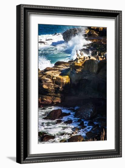 La Jolla Pelicans I-Alan Hausenflock-Framed Photo