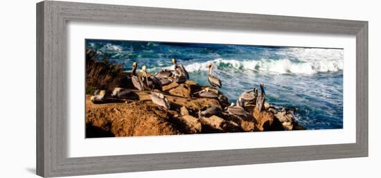 La Jolla Pelicans II-Alan Hausenflock-Framed Photo