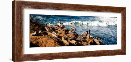 La Jolla Pelicans II-Alan Hausenflock-Framed Photo