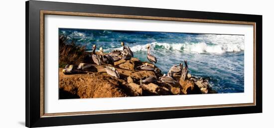 La Jolla Pelicans II-Alan Hausenflock-Framed Photo