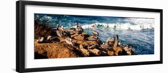 La Jolla Pelicans II-Alan Hausenflock-Framed Photo