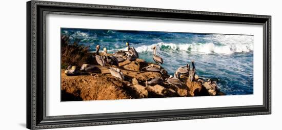 La Jolla Pelicans II-Alan Hausenflock-Framed Photo