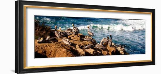 La Jolla Pelicans II-Alan Hausenflock-Framed Photo