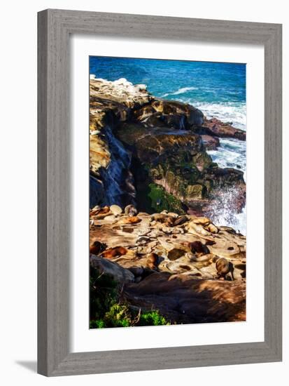 La Jolla Sea Lions I-Alan Hausenflock-Framed Photo