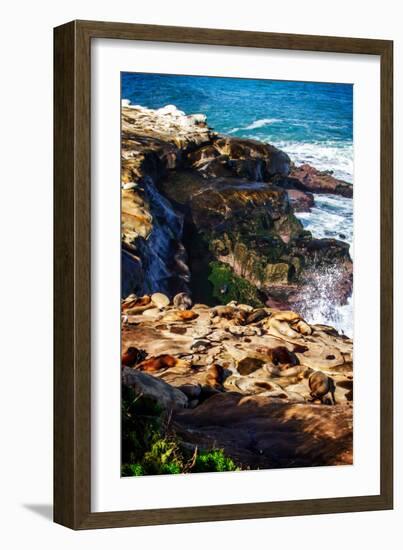 La Jolla Sea Lions I-Alan Hausenflock-Framed Photo