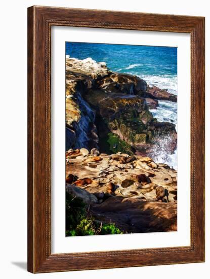 La Jolla Sea Lions I-Alan Hausenflock-Framed Photo