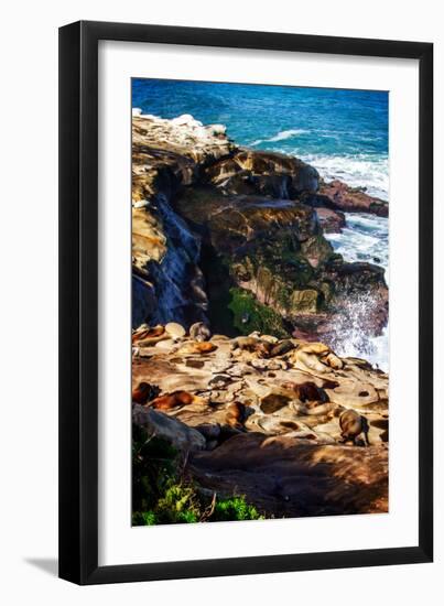 La Jolla Sea Lions I-Alan Hausenflock-Framed Photo