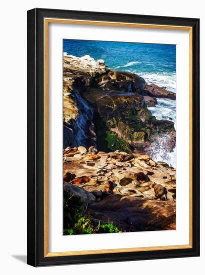 La Jolla Sea Lions I-Alan Hausenflock-Framed Photo