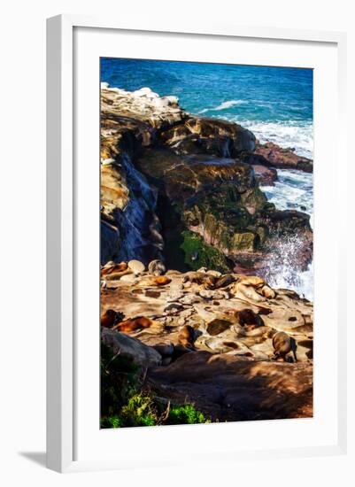 La Jolla Sea Lions I-Alan Hausenflock-Framed Photo