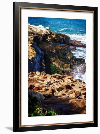 La Jolla Sea Lions I-Alan Hausenflock-Framed Photo