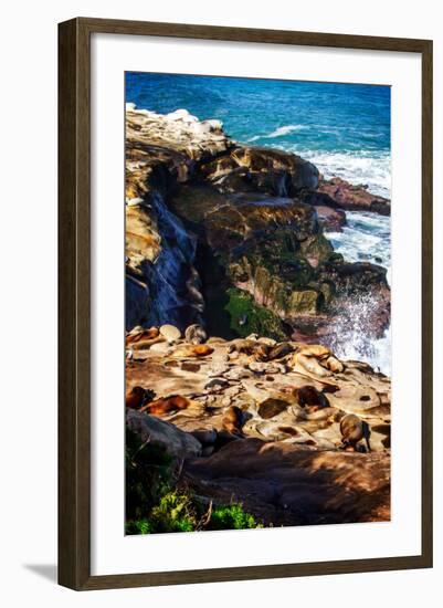 La Jolla Sea Lions I-Alan Hausenflock-Framed Photo