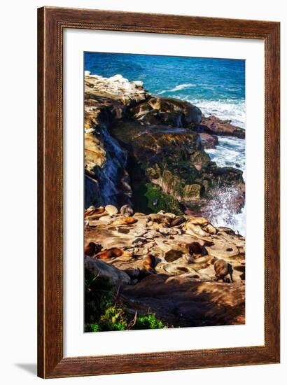 La Jolla Sea Lions I-Alan Hausenflock-Framed Photo