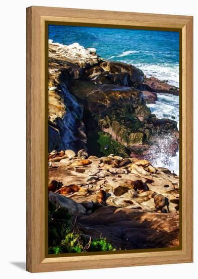 La Jolla Sea Lions I-Alan Hausenflock-Framed Stretched Canvas