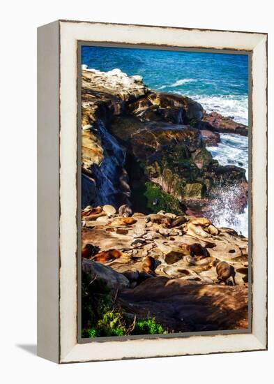 La Jolla Sea Lions I-Alan Hausenflock-Framed Stretched Canvas