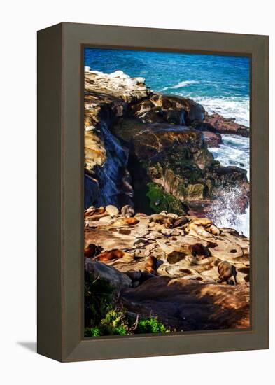 La Jolla Sea Lions I-Alan Hausenflock-Framed Stretched Canvas