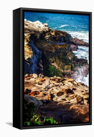 La Jolla Sea Lions I-Alan Hausenflock-Framed Stretched Canvas