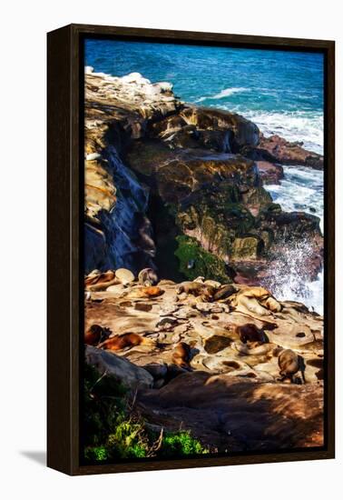 La Jolla Sea Lions I-Alan Hausenflock-Framed Stretched Canvas