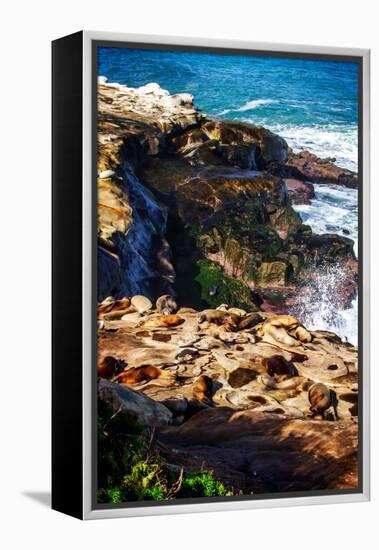 La Jolla Sea Lions I-Alan Hausenflock-Framed Stretched Canvas