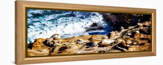 La Jolla Sea Lions II-Alan Hausenflock-Framed Stretched Canvas