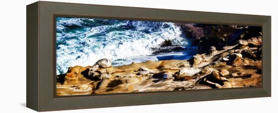 La Jolla Sea Lions II-Alan Hausenflock-Framed Stretched Canvas