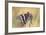 La Mariposa Del Madroa-Jimmy Hoffman-Framed Giclee Print