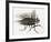 La mouche-Maurice Legendre-Framed Limited Edition