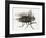 La mouche-Maurice Legendre-Framed Limited Edition