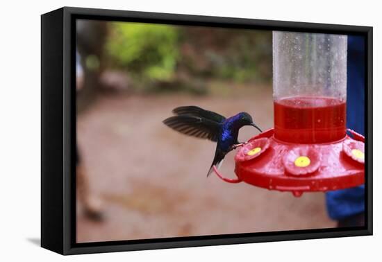 La Paz Waterfall Gardens.-Stefano Amantini-Framed Premier Image Canvas