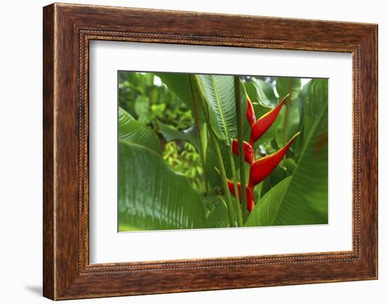 La Paz Waterfall Gardens.-Stefano Amantini-Framed Photographic Print