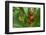 La Paz Waterfall Gardens.-Stefano Amantini-Framed Photographic Print