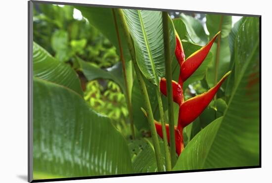 La Paz Waterfall Gardens.-Stefano Amantini-Mounted Photographic Print