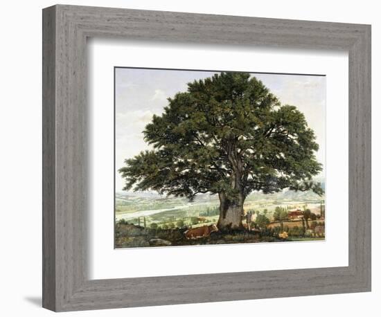 La Plaine D'Annecy-Chene Le Veterant Des Alpes-Jean Jacques Rousseau-Framed Giclee Print