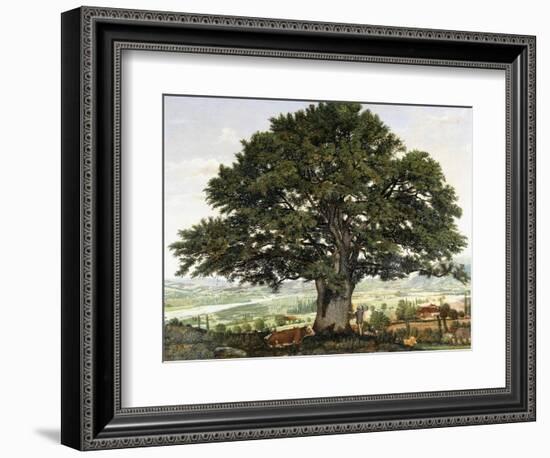 La Plaine D'Annecy-Chene Le Veterant Des Alpes-Jean Jacques Rousseau-Framed Giclee Print