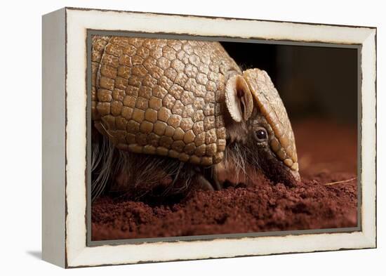 La Plata - Southern Three-Banded Armadillo (Tolypeutes Matacus) Foraging, Captive-Michael Durham-Framed Premier Image Canvas